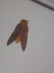 Anisota virginiensis