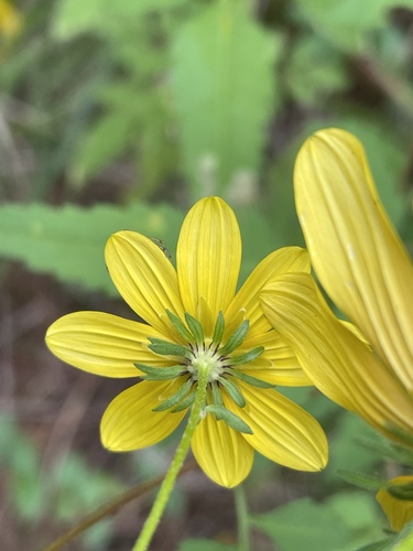 Image of Bidens polylepis by no rights reserved
