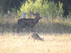 Rusa timorensis