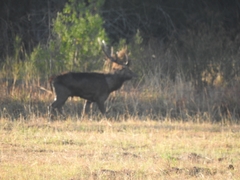 Rusa timorensis