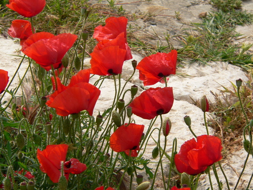 common poppy