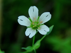 Cerastium davuricum