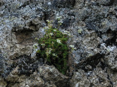 Saxifraga bronchialis funstonii