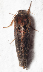 Oxycanus sphragidias