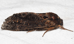 Oxycanus sphragidias