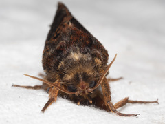 Oxycanus sphragidias