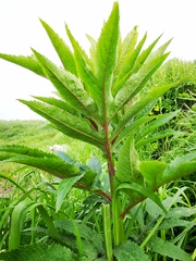 Jacobaea cannabifolia