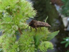 Hylotelephium verticillatum