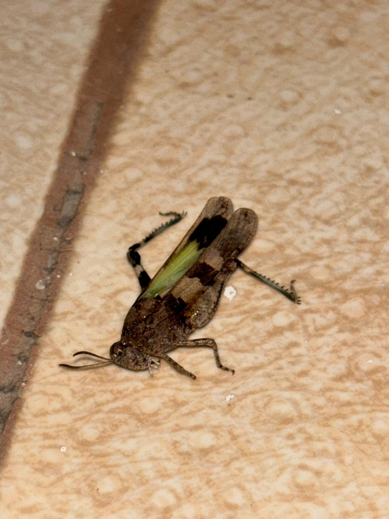 Oedipoda fuscocincta
