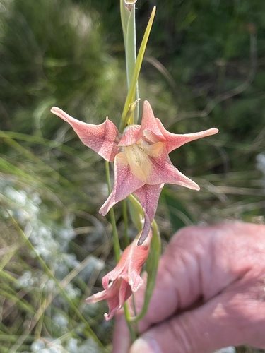 Image of Gladiolus liliaceus by (c) Charleen Brunke, some rights reserved (CC BY)