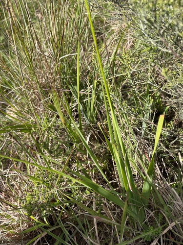 Image of Ixia longituba by (c) Charleen Brunke, some rights reserved (CC BY)
