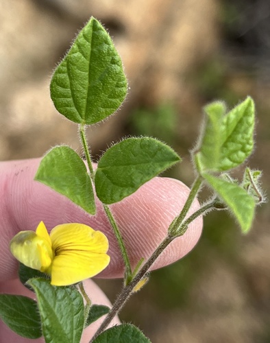 Namaqua Snoutbean (Rhynchosia schlechteri)