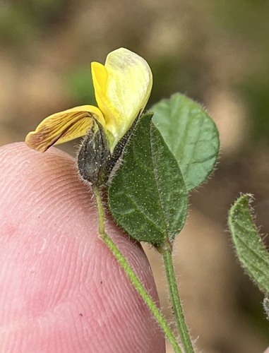 Image of Rhynchosia schlechteri by (c) Dave U, some rights reserved (CC BY-SA)