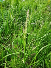 Poa eminens