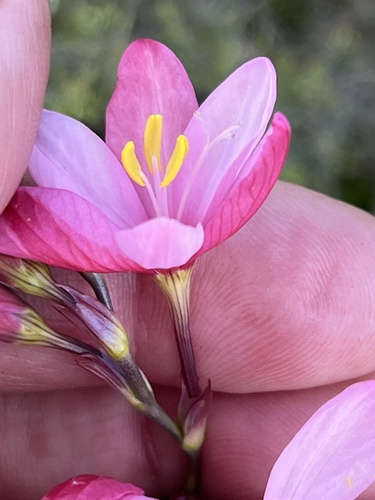 Image of Ixia longituba by (c) Charleen Brunke, some rights reserved (CC BY)