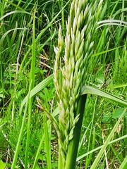 Poa eminens