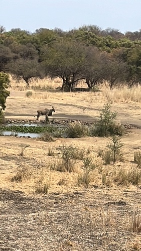 Common Eland