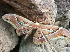 Rothschildia cinctus