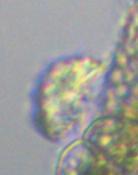 Euplotida