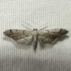 Euacidalia quakerata