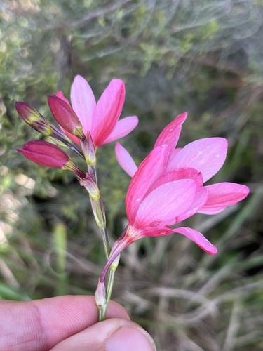 Image of Ixia longituba by (c) Charleen Brunke, some rights reserved (CC BY)