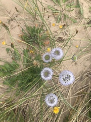 Jasione montana