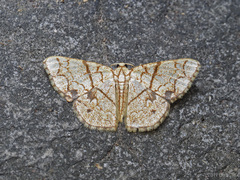 Heterostegane subtessellata