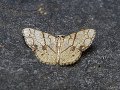 Heterostegane subtessellata