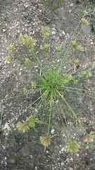 Cyperus compressus