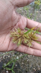 Cyperus compressus