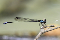 Nososticta diadesma