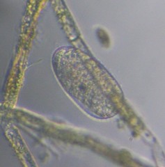 Ciliophora
