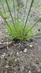 Cyperus compressus