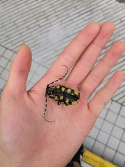 Anoplophora horsfieldii