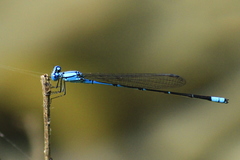 Pseudagrion calosomum