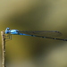 Damselflies - Photo (c) marcel-silvius, some rights reserved (CC BY-NC)