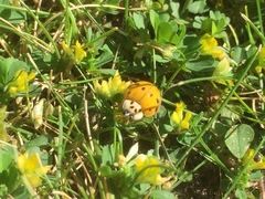 Harmonia axyridis