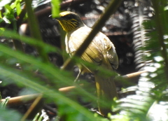 Pycnonotus finlaysoni