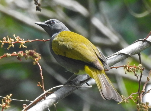 Grey-bellied Bulbul (Rubigula cyaniventris), photo 2