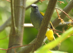 Rubigula cyaniventris