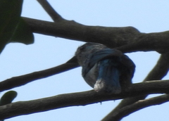 Cyornis unicolor