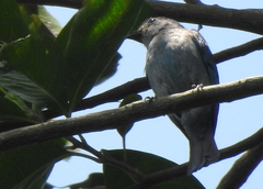 Cyornis unicolor