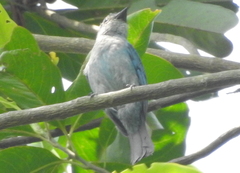 Cyornis unicolor