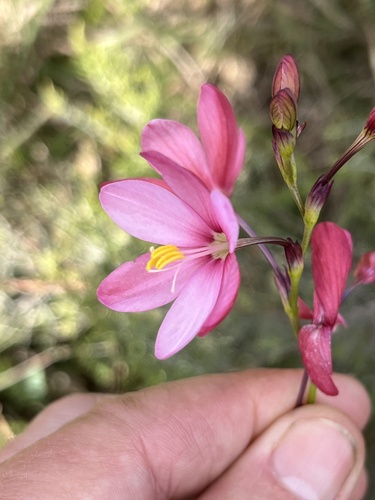 Image of Ixia longituba by (c) Charleen Brunke, some rights reserved (CC BY)
