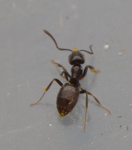 Agraulomyrmex meridionalisAgraulomyrmex meridionalis