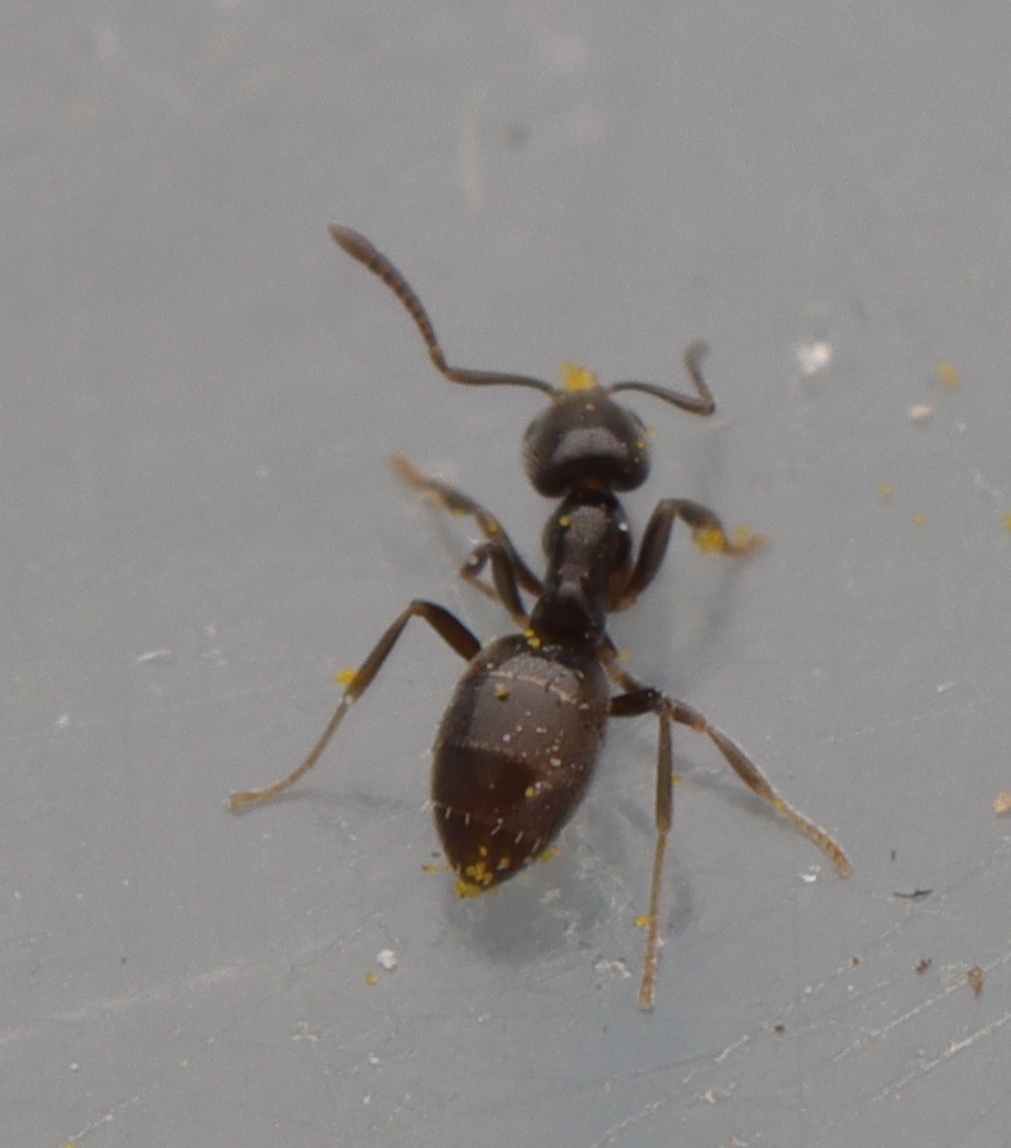 Agraulomyrmex meridionalis
