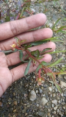 Ludwigia perennis