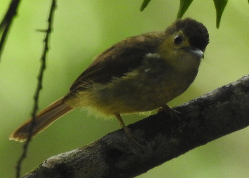 Hairy-backed Bulbul (Tricholestes criniger), photo 6