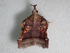 Clydonopteron sacculana
