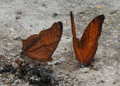 Vindula dejone erotella